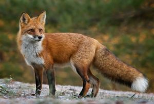 Seeing a fox in a dream