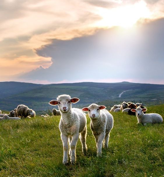 Бачити уві сні овець і кіз