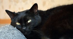 I dreamed of a black cat