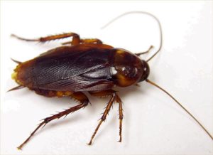Interpretación de una cucaracha en un sueño.