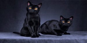 Interpretation of a dream about wearing black
