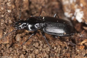 Interpretation of a dream about small black insects