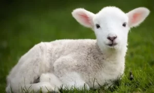 Interpretación de un sueño sobre el sacrificio de una oveja en casa.