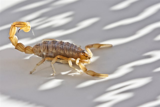 Fortolkning af en drøm om en hvid skorpion