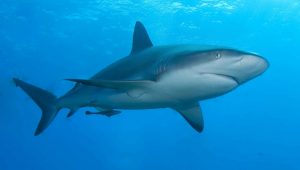 Shark dream interpretation