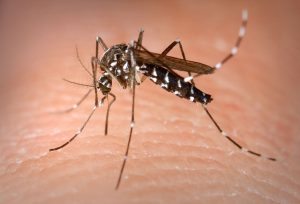 Mosquitoes i aisling