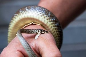 Interpretation of a dream about a snake bite