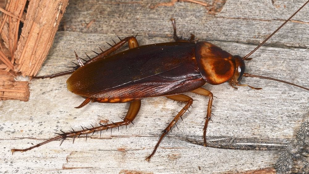 Приснились тараканы, к чему снится толкование? Секреты толкования снов