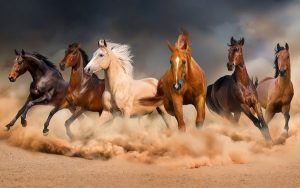 Interpretation of a dream about many horses running