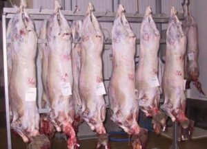 Seeing the carcass in a dream