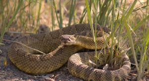 Interpretation of a snake in a dream