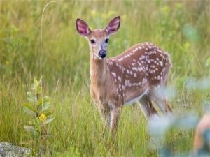Interpretation of a dream about a deer