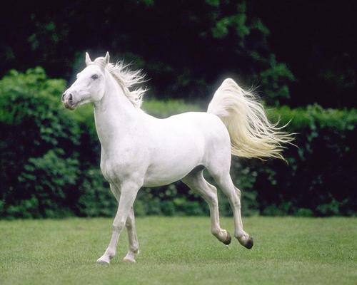 Unen tulkinta valkoisesta hevosesta