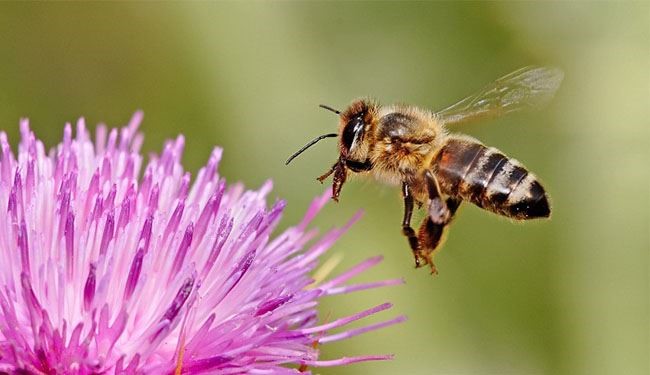 قرصة النحل في المنام