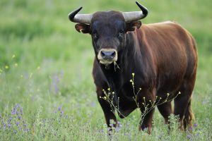 Interpretation of a dream about a bull