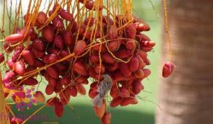 البلح في المنام