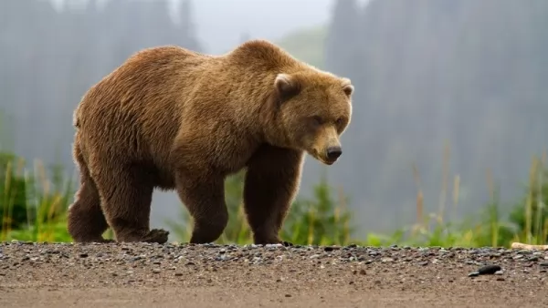 هجوم الدب في المنام