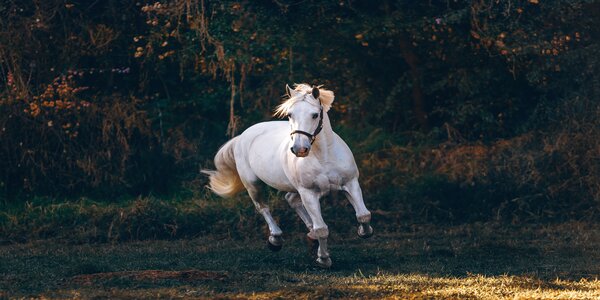 Սպիտակ ձին երազում