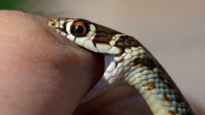 تفسير حلم عضة ثعبان وخروج دم