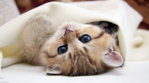 البسه في المنام