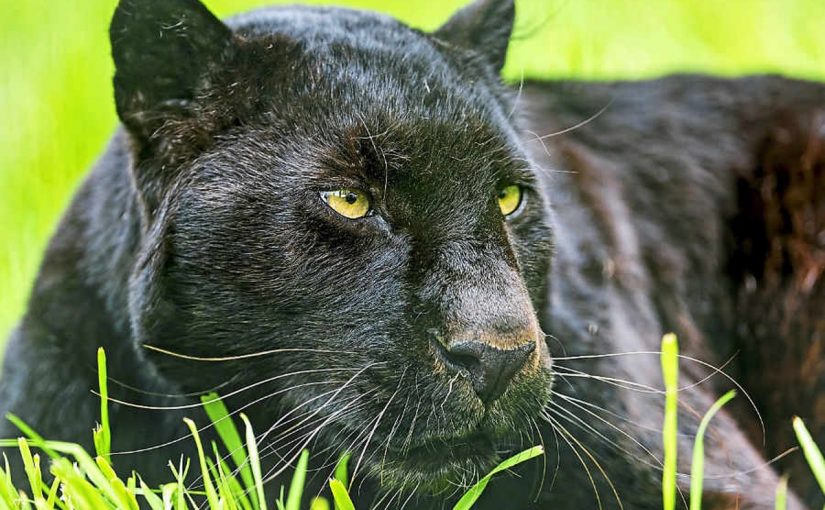 Дмитрий Нагиев Унево пенистің жалаңаш суреті Әйел адамның аяғын жалайды. Онлайн порно көру.