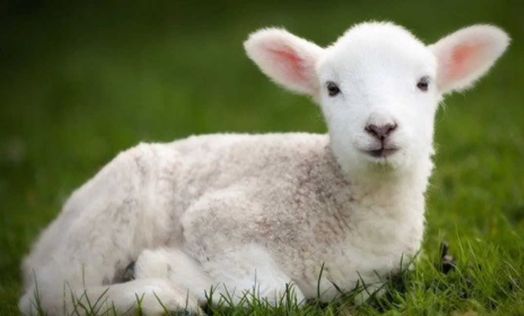 تفسير حلم ذبح الخروف في البيت