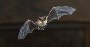 تفسير حلم الخفاش