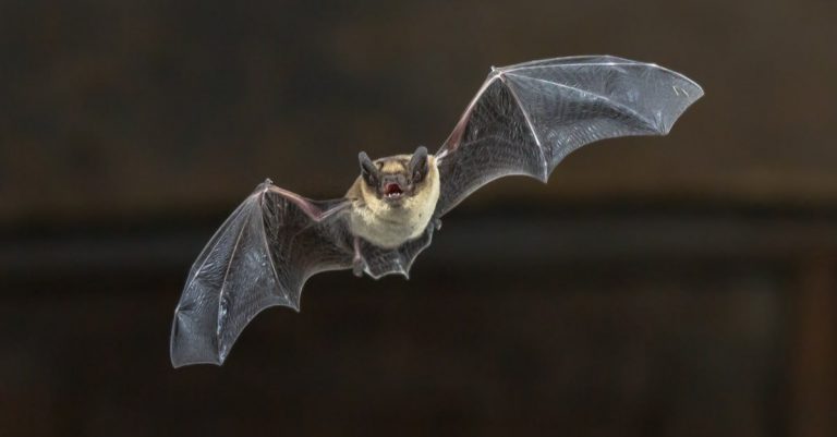 تفسير حلم الخفاش