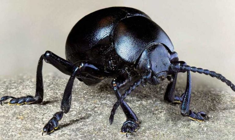 تفسير حلم الخنفساء السوداء