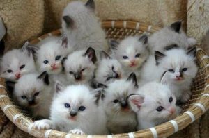 تفسير حلم القطط الصغيرة