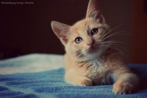 القطة الصغيرة في المنام