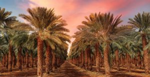 رؤية النخلة في المنام 
