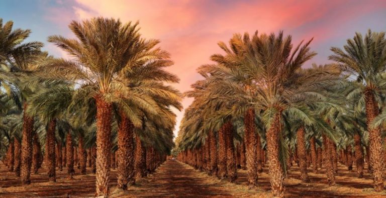 رؤية النخلة في المنام 