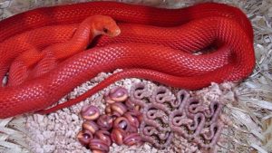 Seeing a red snake in a dream