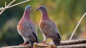 Amajuba agcwele iphupho