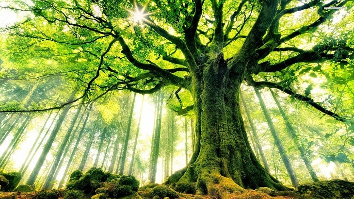 ابن سیرین کا خواب میں درخت دیکھنے کی تعبیر کیا ہے؟ خواب کی تعبیر کے راز