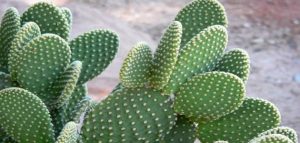 Seeing a prickly cactus in a dream