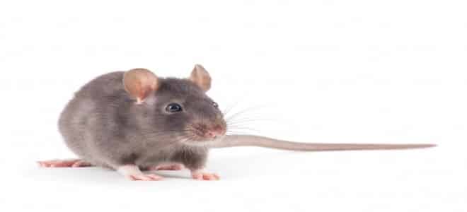 تفسير رؤية الفئران الرمادية في المنام للعزباء