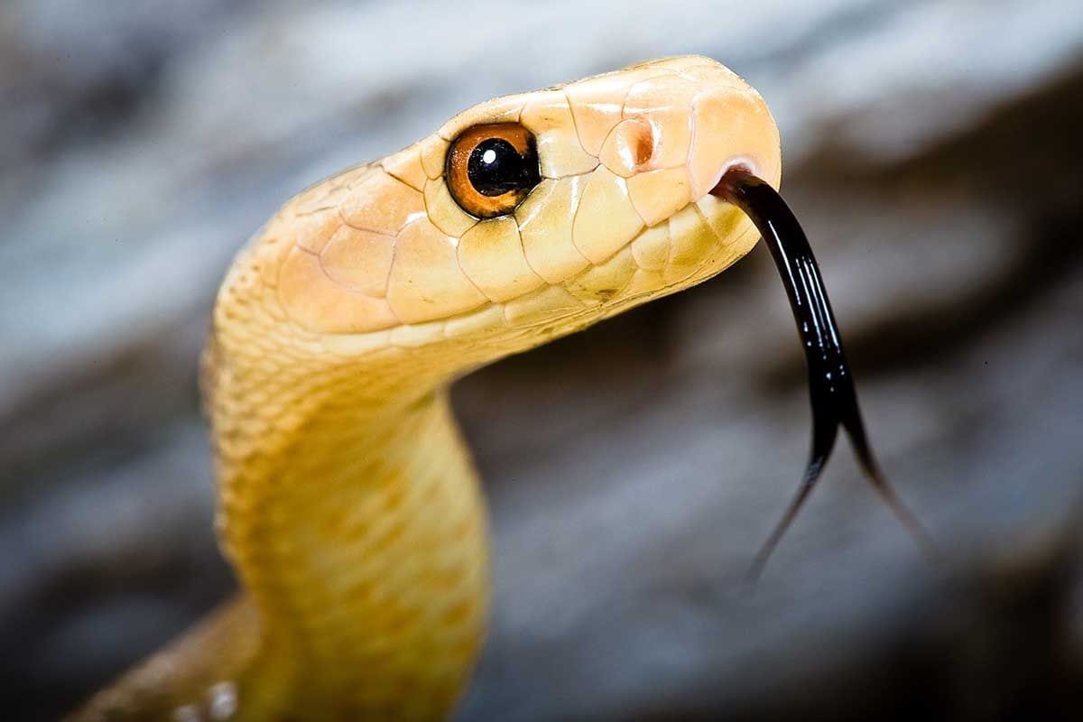 Unen tulkinta keltaisesta käärmeestä