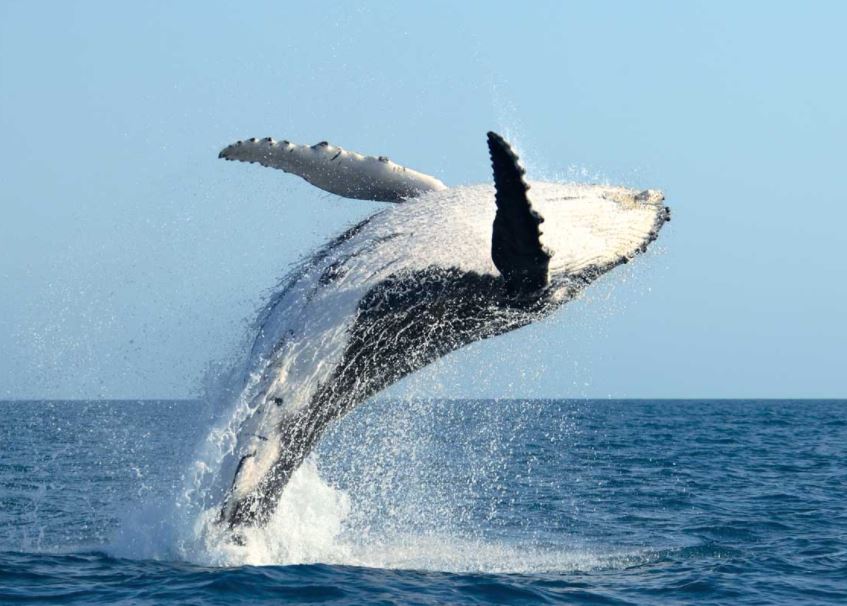 Výklad vidění velryby ve snu