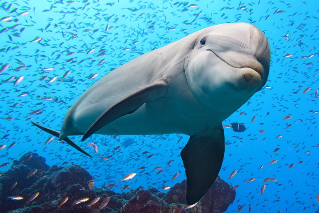 Kuona dolphin muchiroto