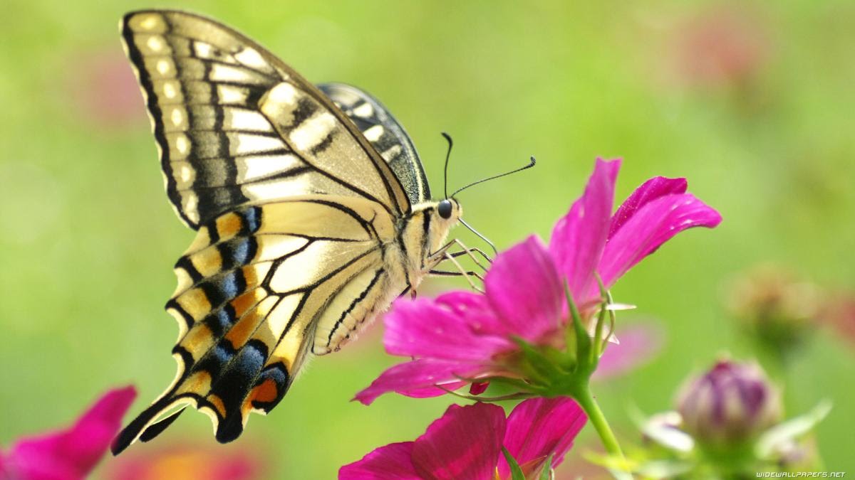 Kuona butterfly muchiroto