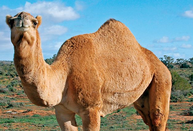 Siombail camel i aisling do bhean phósta