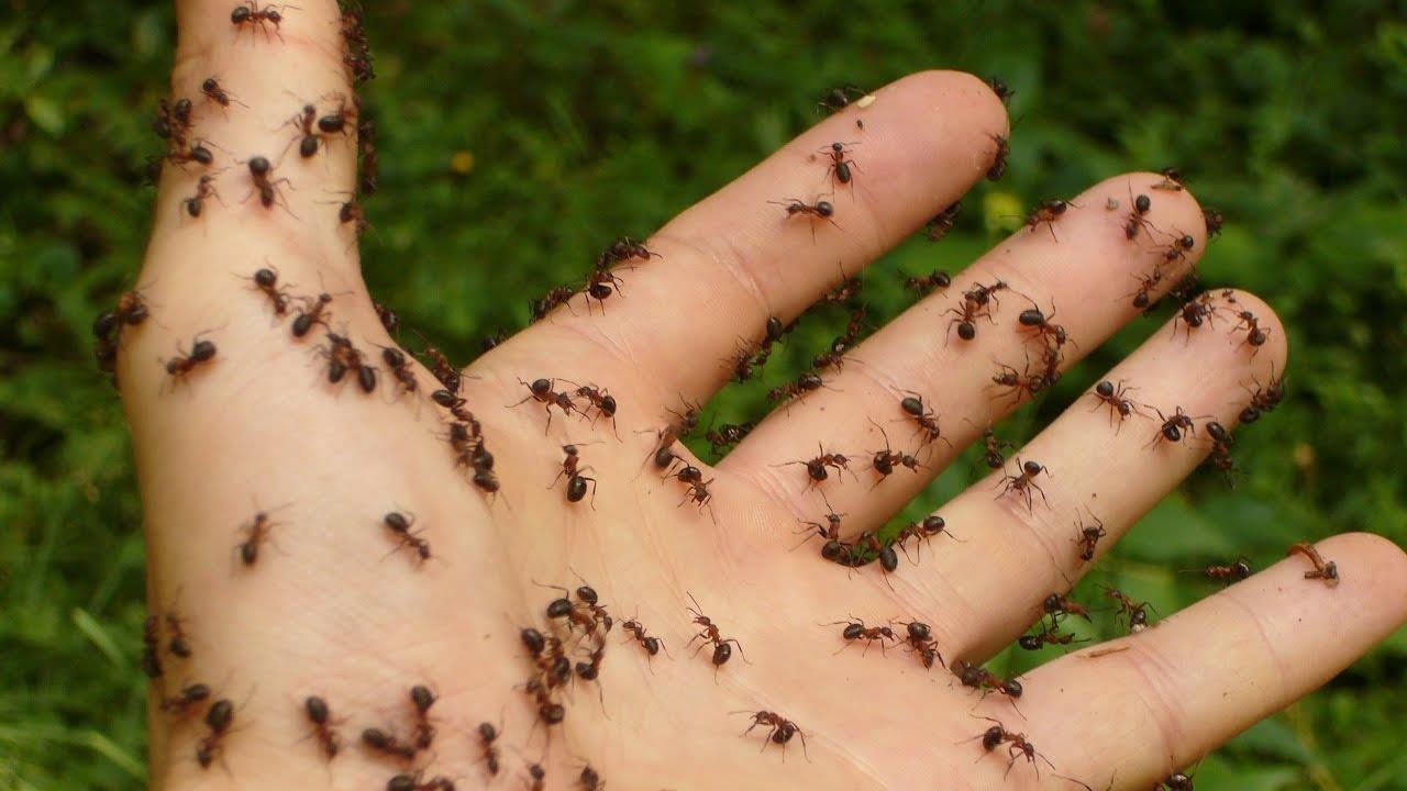 قرصة النمل في المنام