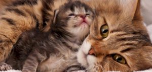 Katze, die in einem Traum gebiert