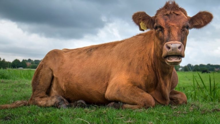 تفسير حلم البقر