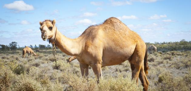 Interpretasie van 'n droom oor 'n kameel