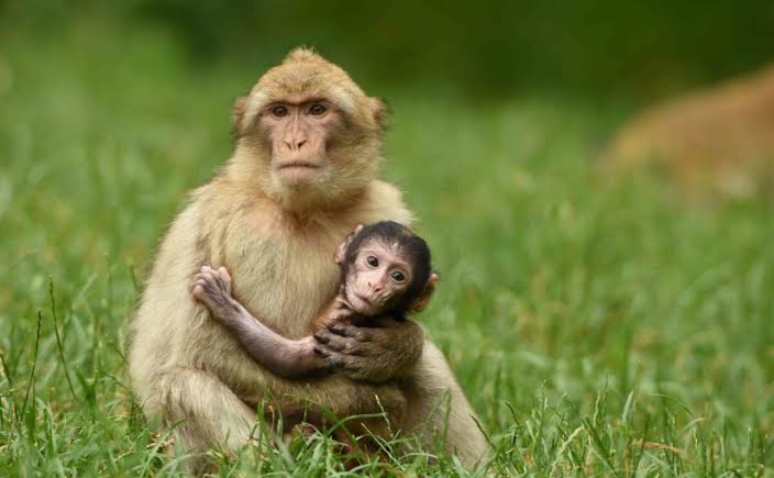 تفسير حلم القرد للمتزوجة