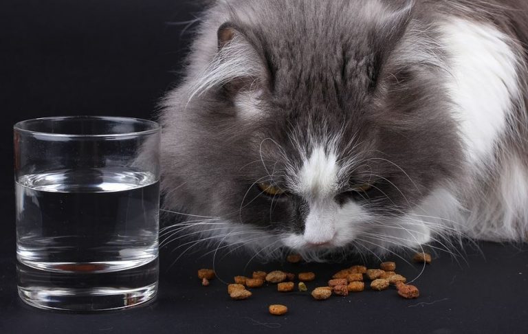 إطعام القط في المنام