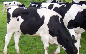 حلم الأبقار في المنام